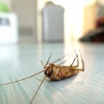 Disinfestazione blatte Roma centro