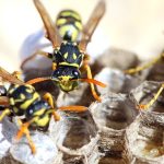 Disinfestazioni Insetti degli alimenti Roma
