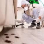 Disinfestazioni vespe Roma
